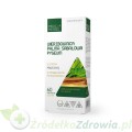 Wierzbownica-Palma-sabałowa-Pygeum-przód.jpg